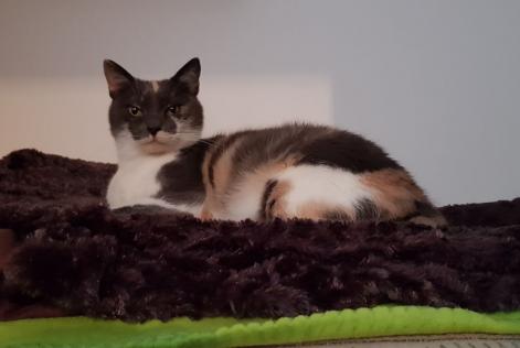 Vermisstmeldung Katze Weiblich , 9 jahre Saulxures-lès-Nancy Frankreich