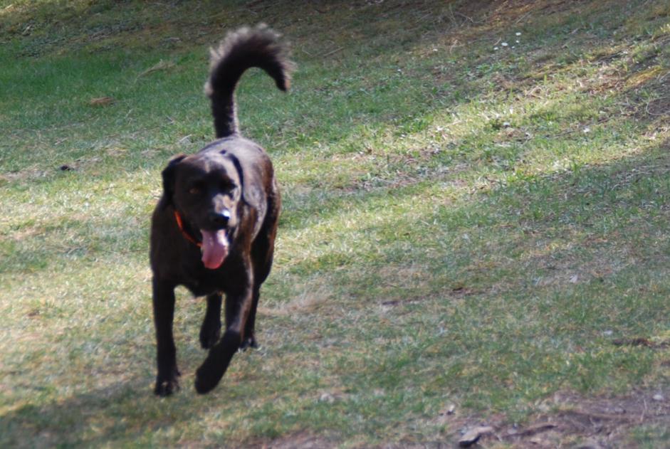 Vermisstmeldung Hund rassenmischung Männliche , 12 jahre Marignane Frankreich