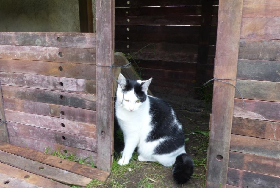 Vermisstmeldung Katze  Weiblich , 7 jahre Blaignan Frankreich