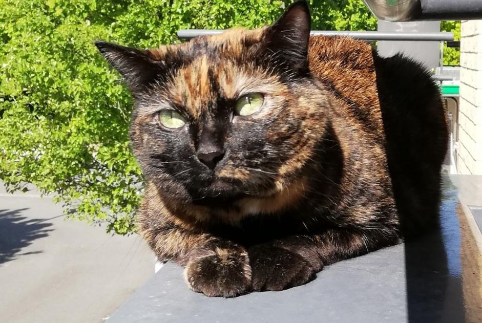 Vermisstmeldung Katze  Weiblich , 13 jahre Saint-André-lez-Lille Frankreich