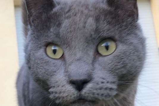 Vermisstmeldung Katze  Weiblich , 11 jahre L'Escarène Frankreich