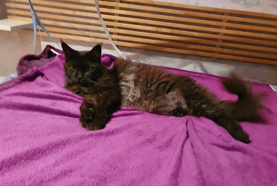 Vermisstmeldung Katze  Weiblich , 11 jahre Le Beausset Frankreich