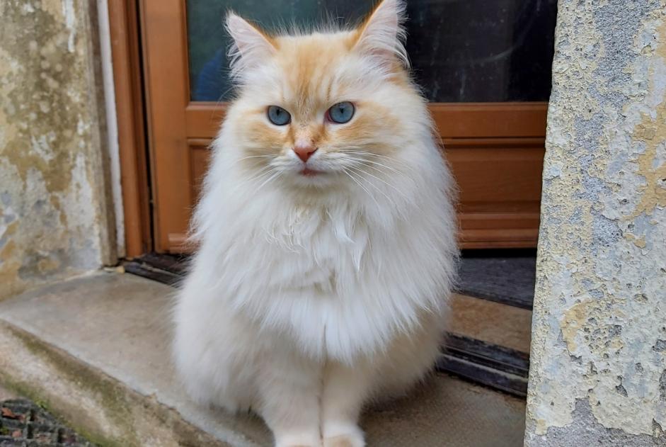 Vermisstmeldung Katze  Männliche , 7 jahre Motreff Frankreich