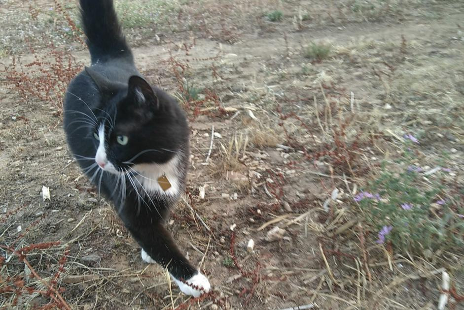 Vermisstmeldung Katze  Männliche , 9 jahre Valherbasse Frankreich