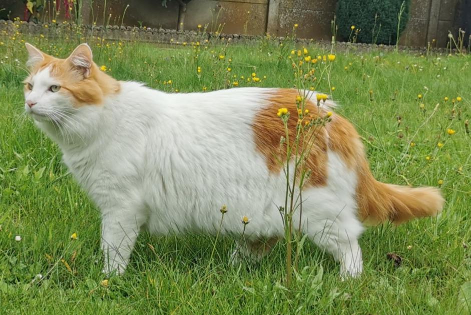 Vermisstmeldung Katze rassenmischung Männliche , 5 jahre Chaville Frankreich