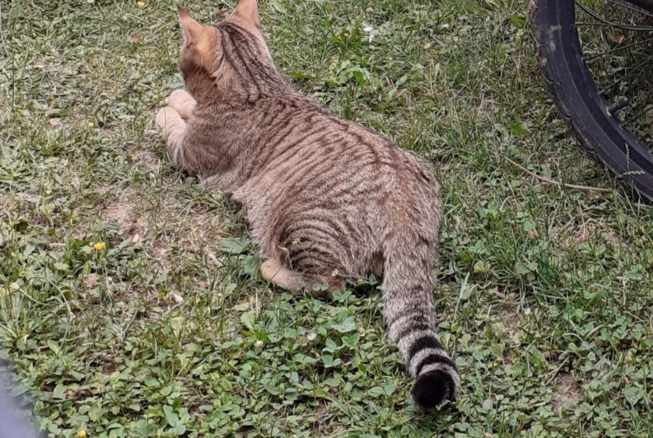 Vermisstmeldung Katze rassenmischung Männliche , 2 jahre Gy Schweiz