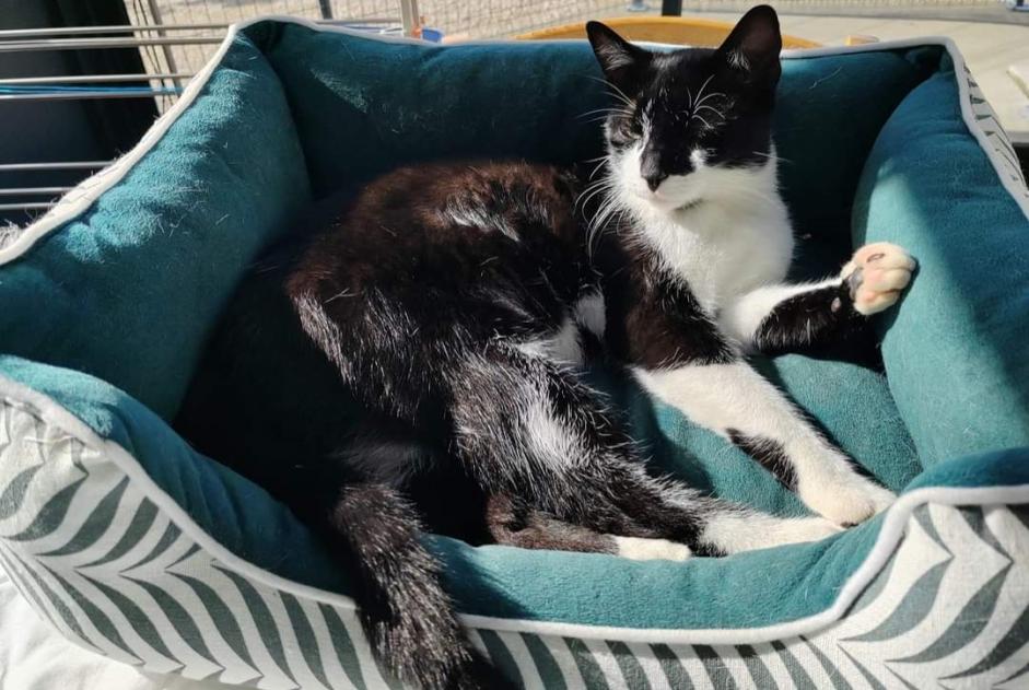 Vermisstmeldung Katze  Männliche , 4 jahre Morestel Frankreich