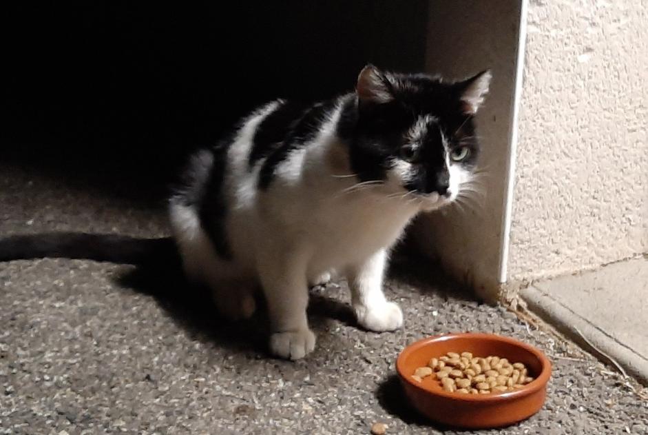 Vermisstmeldung Katze rassenmischung Männliche , 2 jahre Toulouse Frankreich