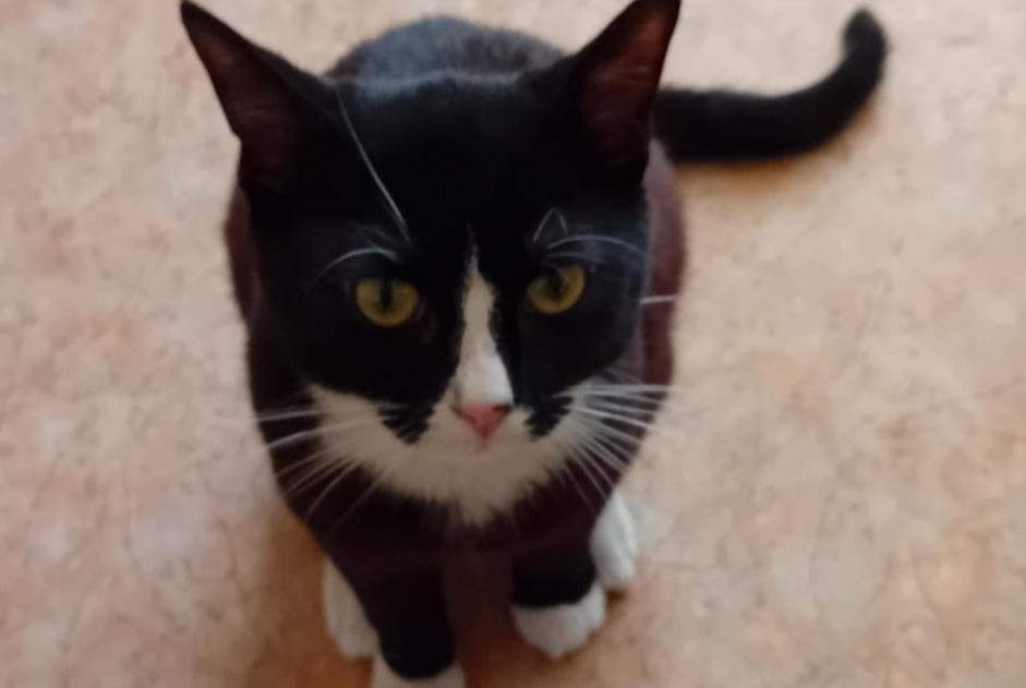 Vermisstmeldung Katze Männliche , 2 jahre Gien Frankreich