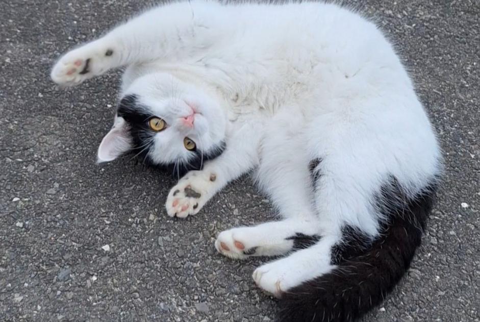 Vermisstmeldung Katze Männliche , 1 jahre Treytorrens (Payerne) Schweiz