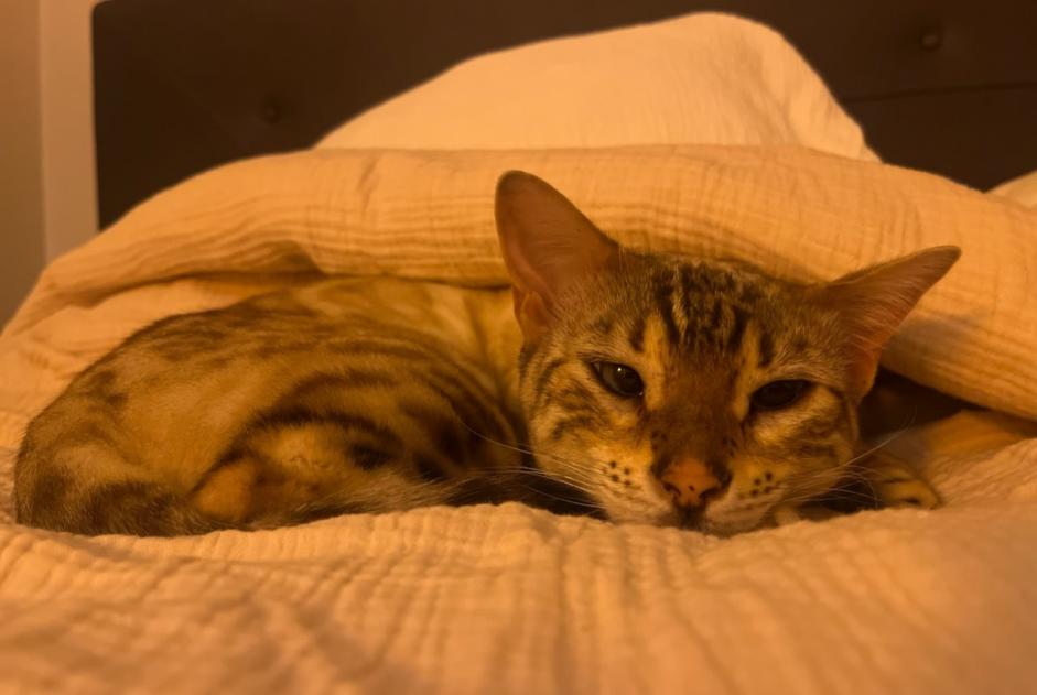 Vermisstmeldung Katze  Weiblich , 3 jahre Saint-Cyr-au-Mont-d'Or Frankreich