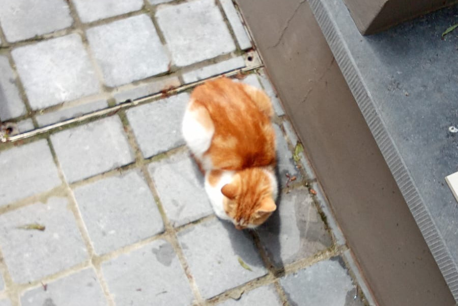 Fundmeldung Katze Weiblich Overijse Belgien