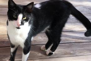 Vermisstmeldung Katze rassenmischung Männliche , 4 jahre Gallargues-le-Montueux Frankreich