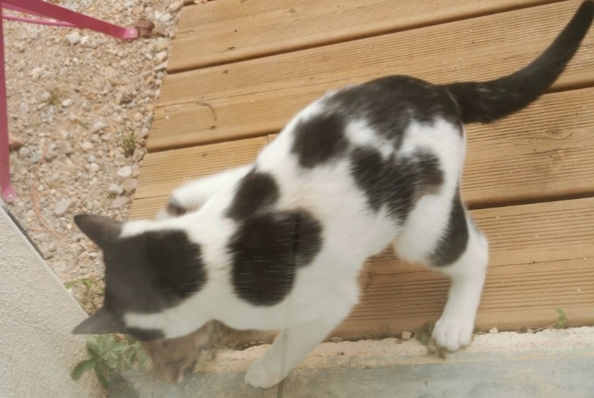 Vermisstmeldung Katze Weiblich , 1 jahre Chessy Frankreich