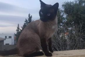 Vermisstmeldung Katze  Männliche , 6 jahre Perpignan Frankreich