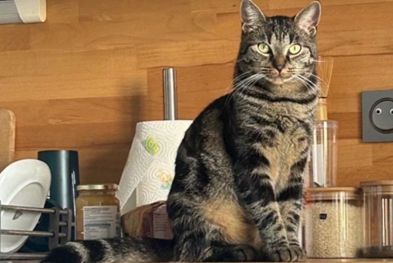 Vermisstmeldung Katze  Weiblich , 3 jahre Chécy Frankreich