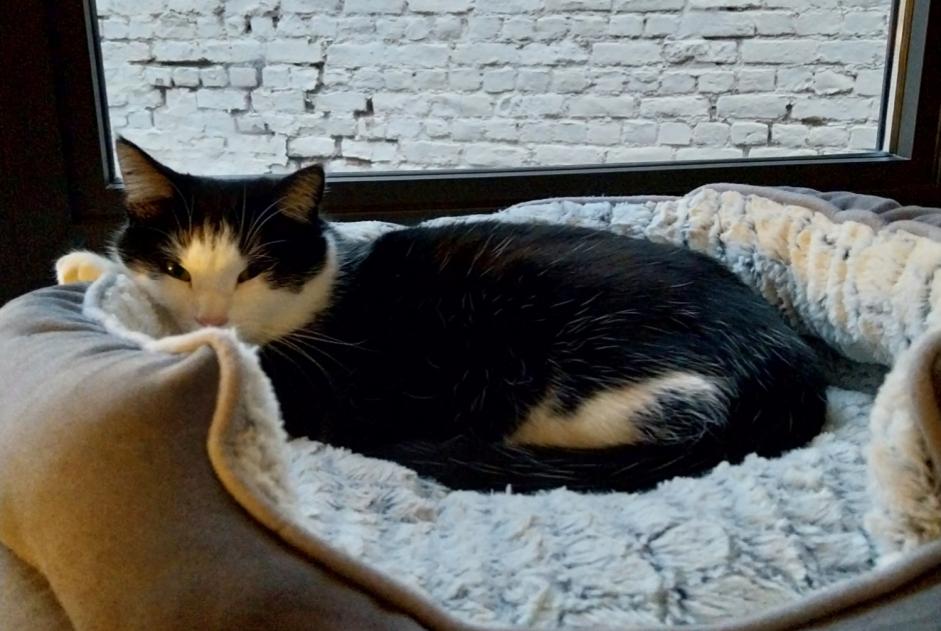 Vermisstmeldung Katze  Männliche , 2 jahre Anderlecht Belgien