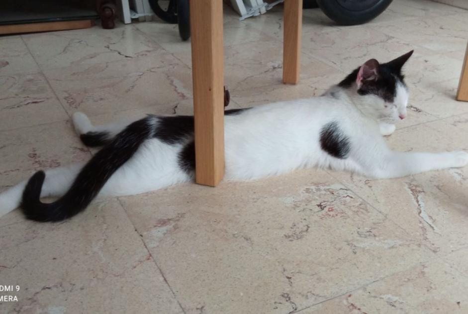 Fundmeldung Katze Weiblich , 1 Jahr Meung-sur-Loire Frankreich