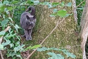 Fundmeldung Katze  Unbekannt , 2 Jahre Sennely Frankreich