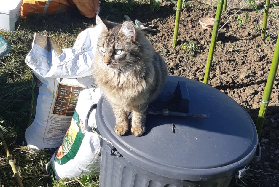 Vermisstmeldung Katze rassenmischung Männliche , 2 jahre Theys Frankreich