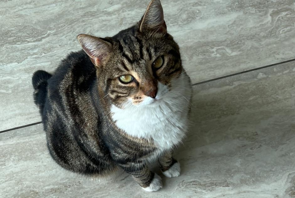 Vermisstmeldung Katze Männliche , 8 jahre Cesseville Frankreich