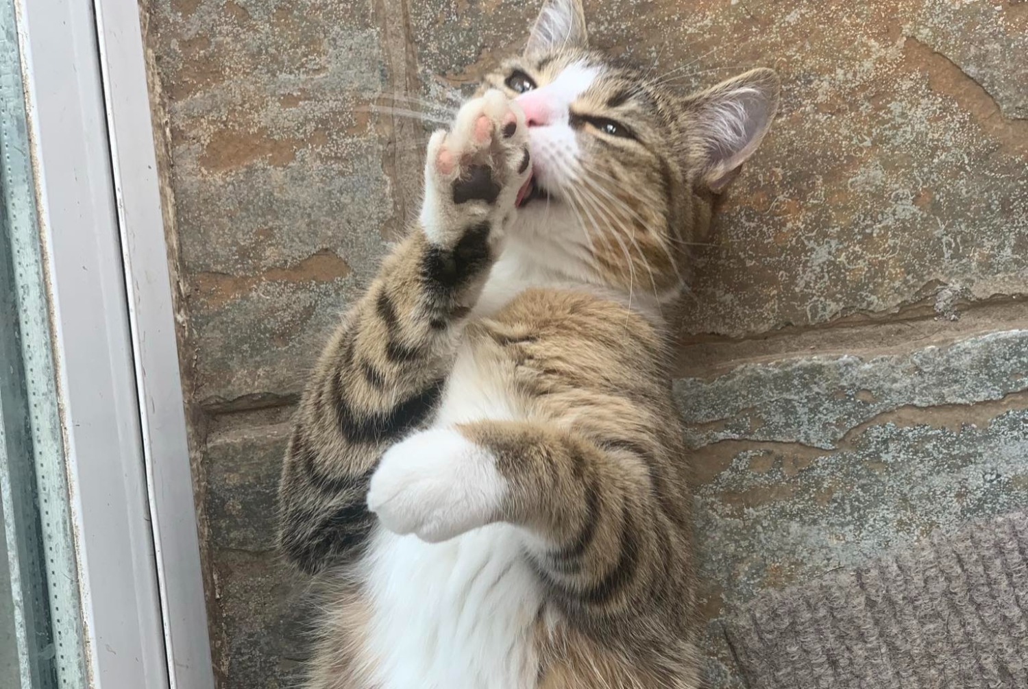 Vermisstmeldung Katze  Weiblich , 1 jahre Avion Frankreich