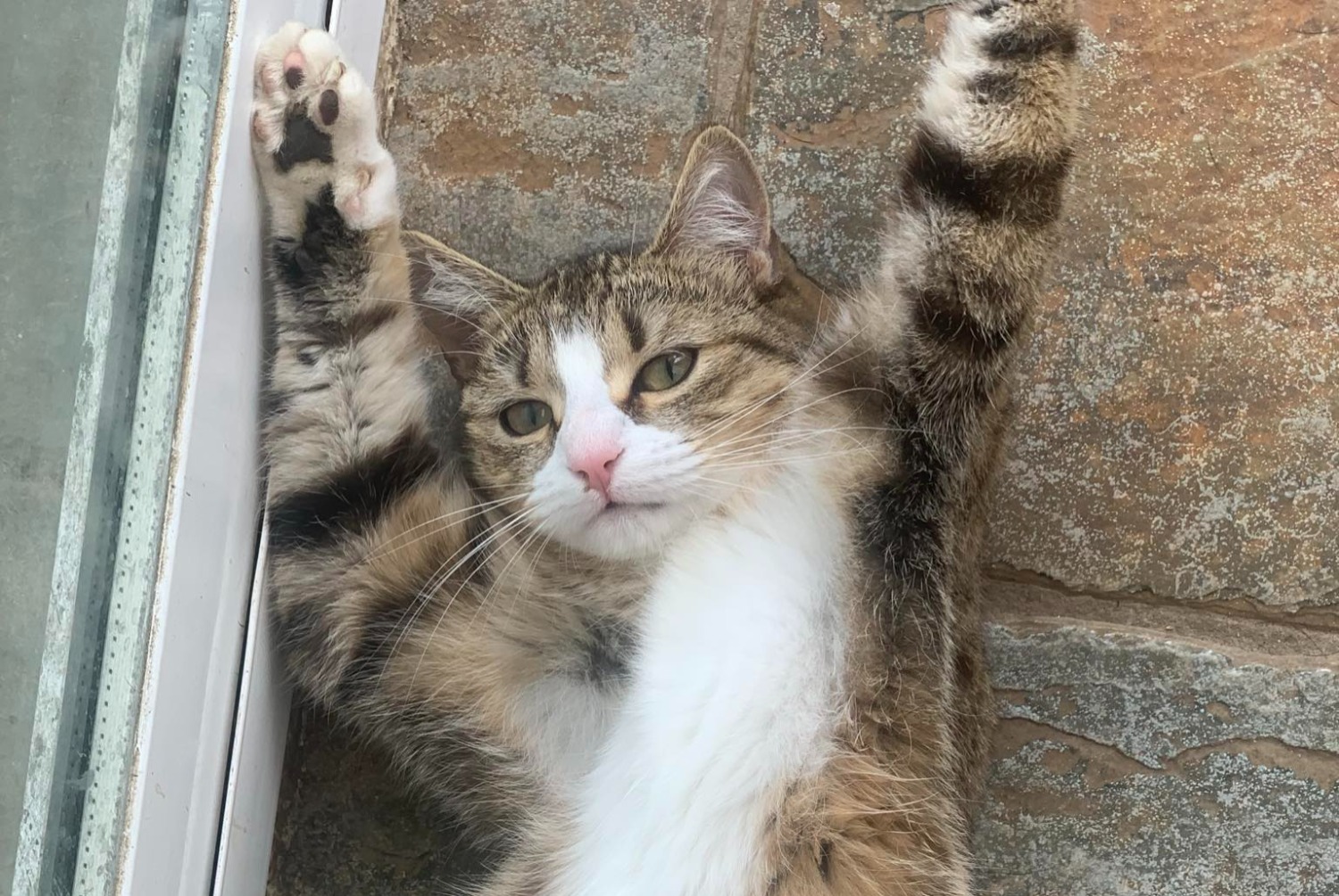 Vermisstmeldung Katze  Weiblich , 1 jahre Avion Frankreich