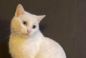 Vermisstmeldung Katze Männliche , 3 jahre Oerle Belgien