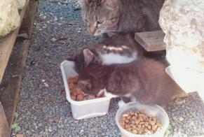 Fundmeldung Katze Weiblich Boé Frankreich