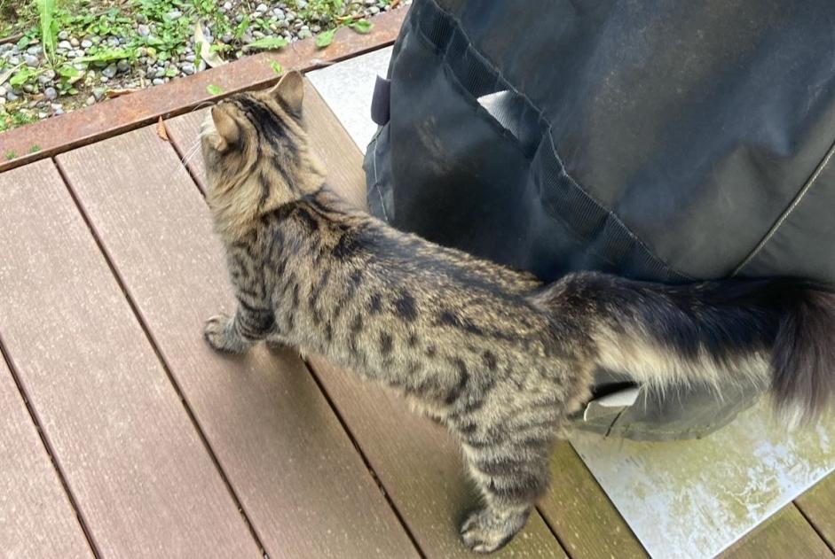 Fundmeldung Katze  Männliche Les Montets Schweiz