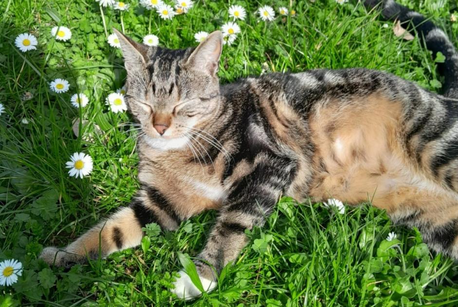 Vermisstmeldung Katze  Weiblich , 1 jahre Vernon Frankreich