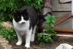 Vermisstmeldung Katze Männliche , 7 jahre Urbanya Frankreich