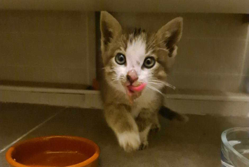 Fundmeldung Katze Unbekannt Nivolas-Vermelle Frankreich