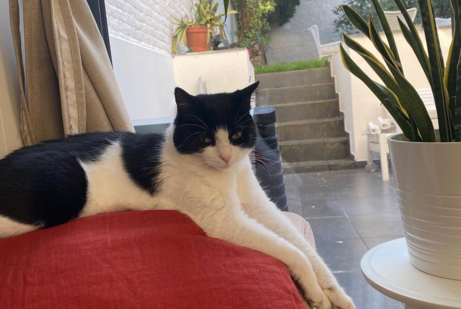 Vermisstmeldung Katze rassenmischung Weiblich , 5 jahre Saint-Gilles Belgien