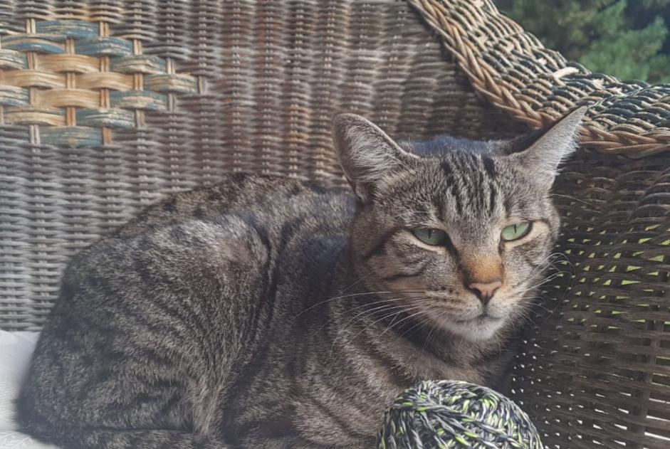 Vermisstmeldung Katze Männliche , 7 jahre Crans-Montana Schweiz