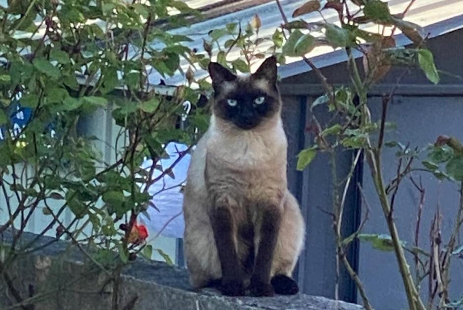 Vermisstmeldung Katze  Weiblich , 4 jahre Bordeaux Frankreich