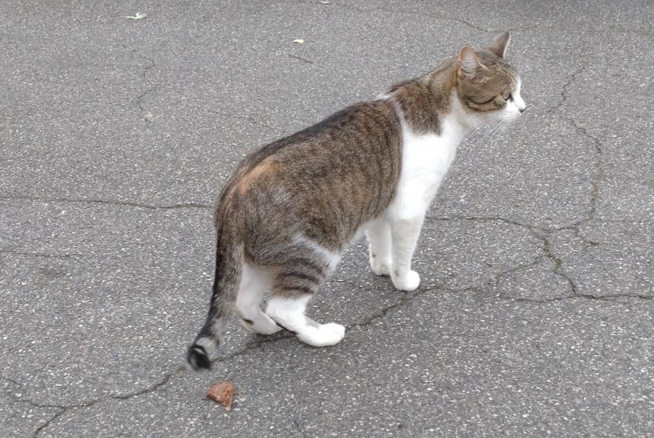 Fundmeldung Katze Männliche Toulouse Frankreich