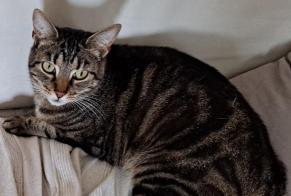 Vermisstmeldung Katze  Weiblich , 7 jahre Richardménil Frankreich