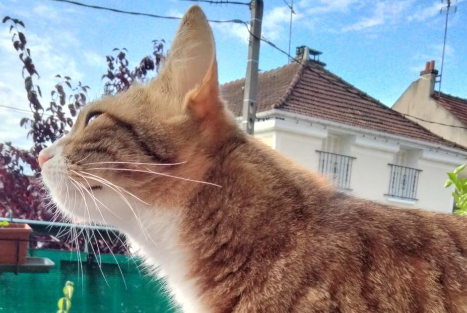 Vermisstmeldung Katze Weiblich , 1 jahre Massy Frankreich