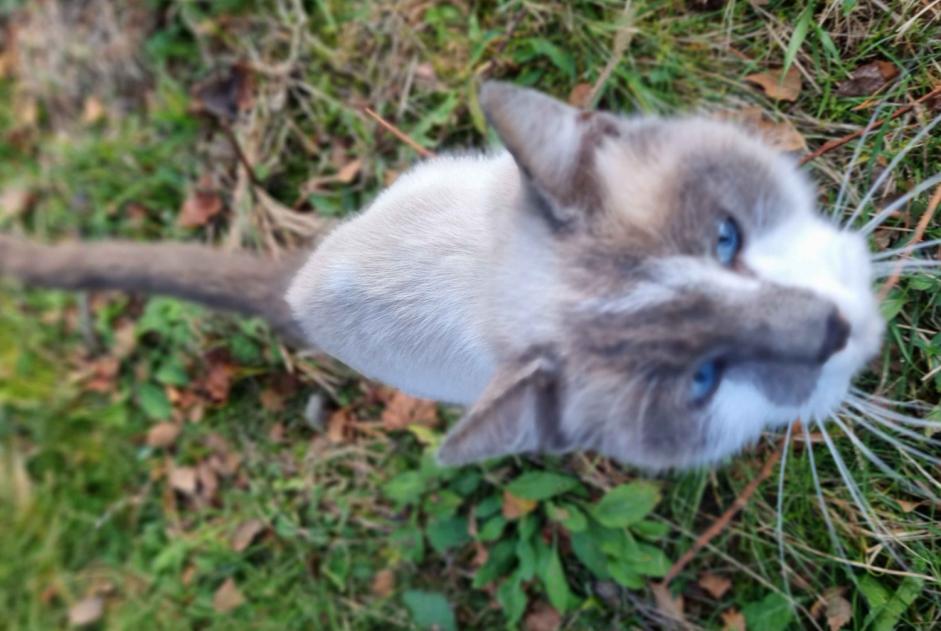 Fundmeldung Katze rassenmischung Unbekannt Sourniac Frankreich