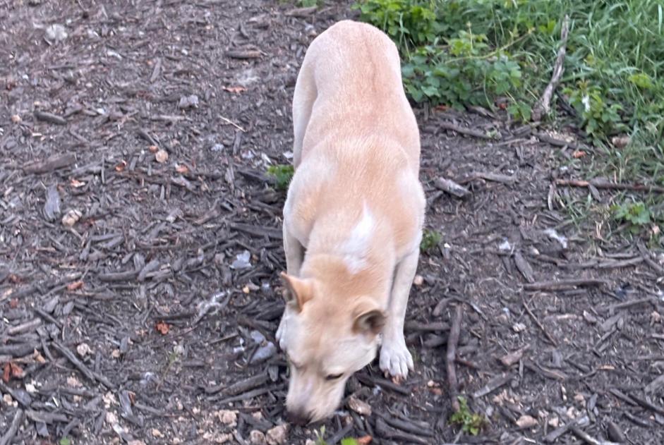 Vermisstmeldung Hund  Männliche , 2 jahre Polaincourt-et-Clairefontaine Frankreich