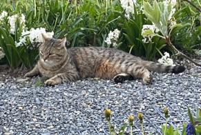 Vermisstmeldung Katze  Männliche , 3 jahre Crans-Montana Schweiz