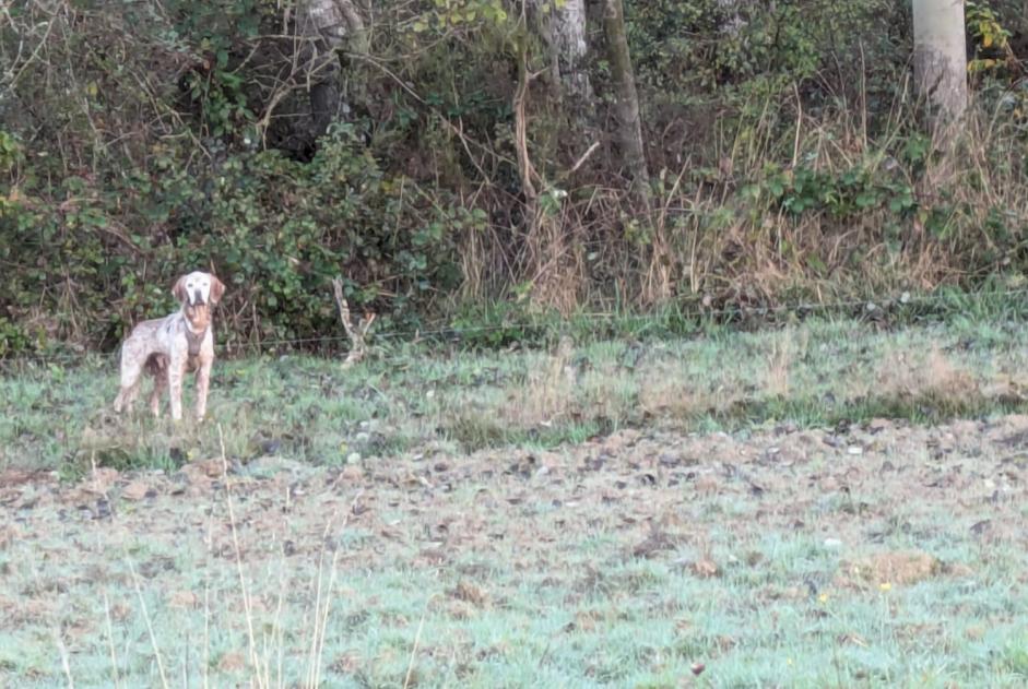 Fundmeldung Hund Unbekannt Panzoult Frankreich