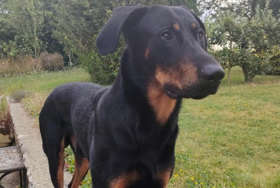 Vermisstmeldung Hund  Männliche , 4 jahre Melun Frankreich