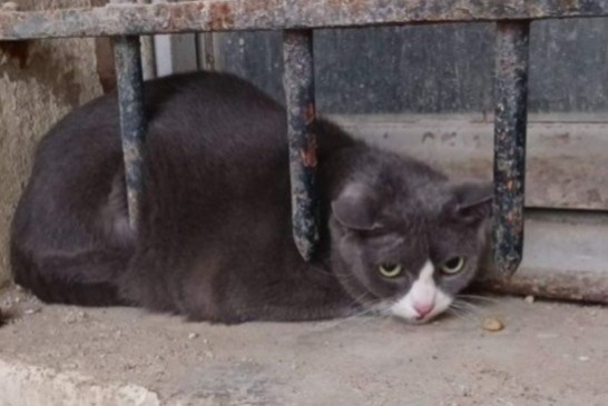 Fundmeldung Katze Weiblich , 8 Jahre Bayonne Frankreich