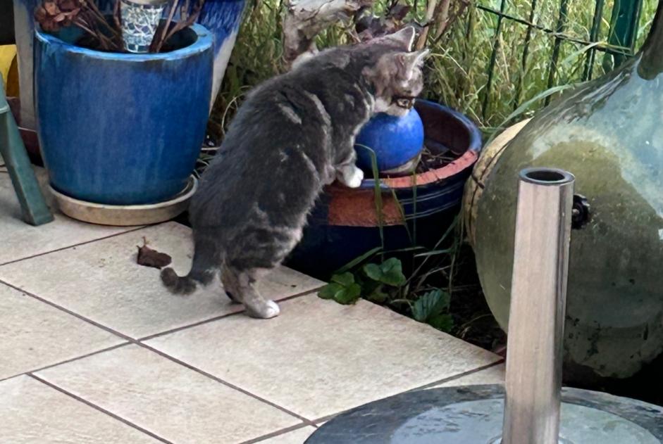 Fundmeldung Katze Unbekannt Dijon Frankreich