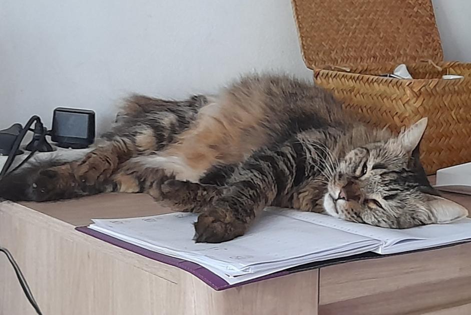 Vermisstmeldung Katze Weiblich , 7 jahre Saint-Denis Frankreich