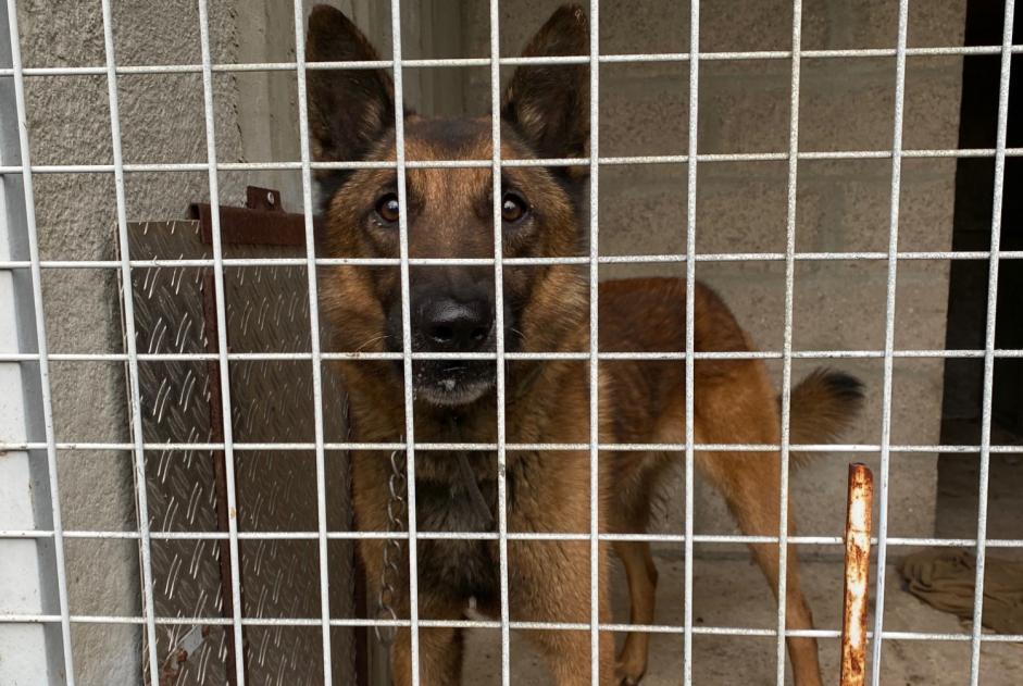 Fundmeldung Hund  Unbekannt Gaillon Frankreich