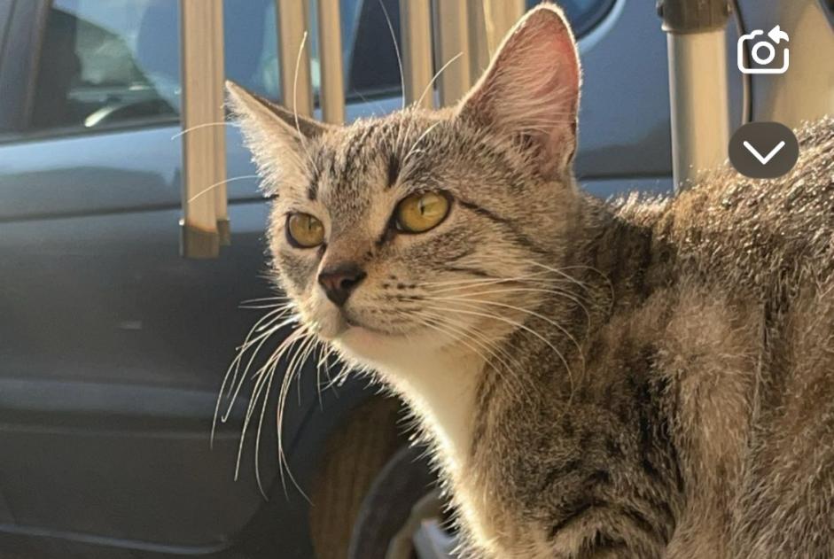 Vermisstmeldung Katze Weiblich , 1 jahre Troyes Frankreich