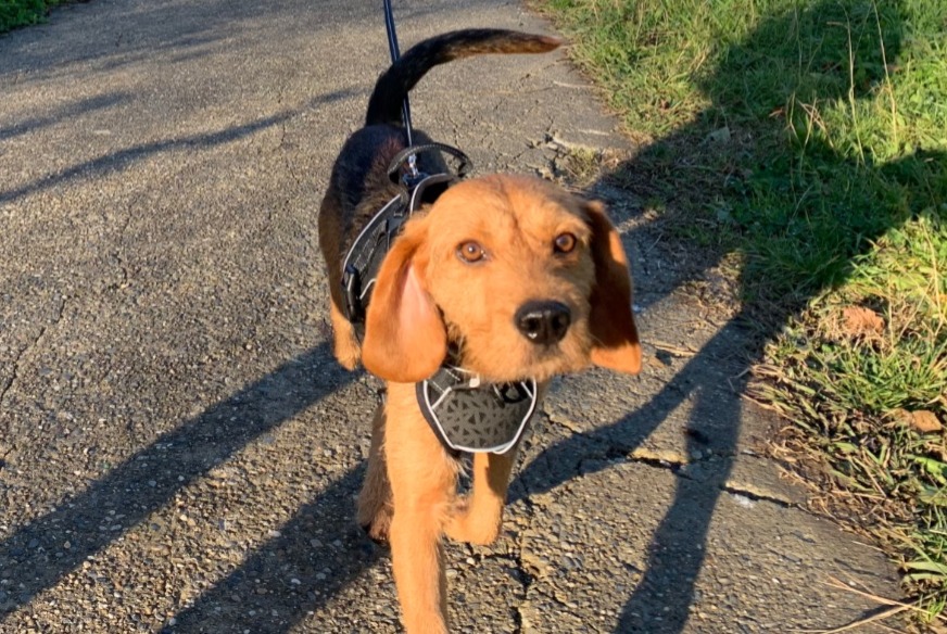 Vermisstmeldung Hund rassenmischung Männliche , 2 jahre Toulouse Frankreich